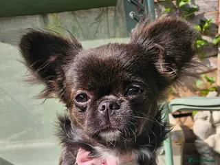 Chihuahua dogs Kennelclub licensed breeder, longhair chihuahua - Advert 1