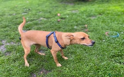 Chihuahua dogs for adoption: ❤️🐶 LILA – A Little  Soul Searching for Love 🐶❤️ - Image 7
