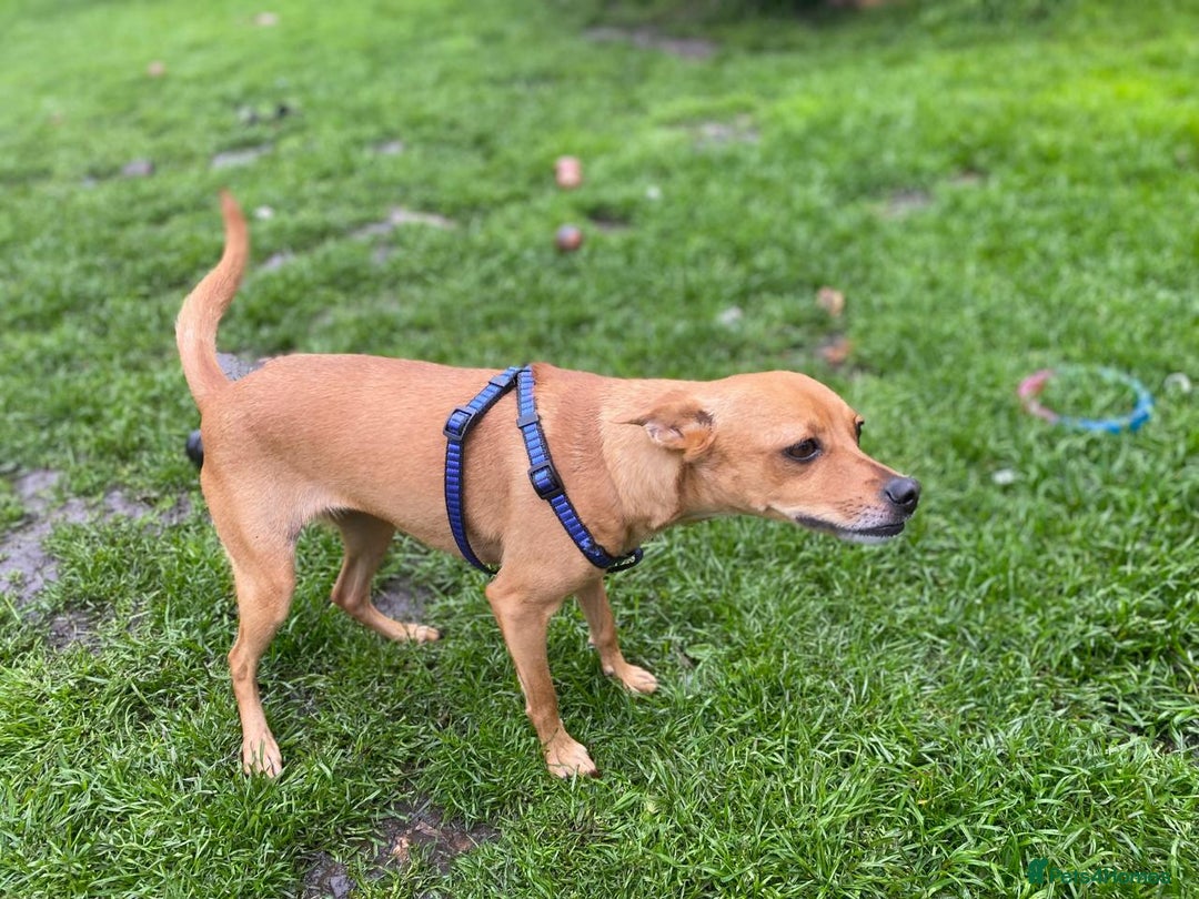 Chihuahua dogs for adoption: ❤️🐶 LILA – A Little  Soul Searching for Love 🐶❤️ - Image 7
