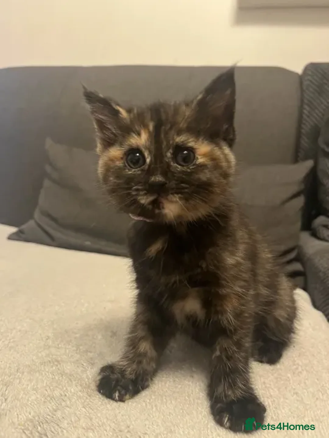Ragdoll cats for sale: Beautiful Ragdoll Tortishell Kittens for sale! - Image 21