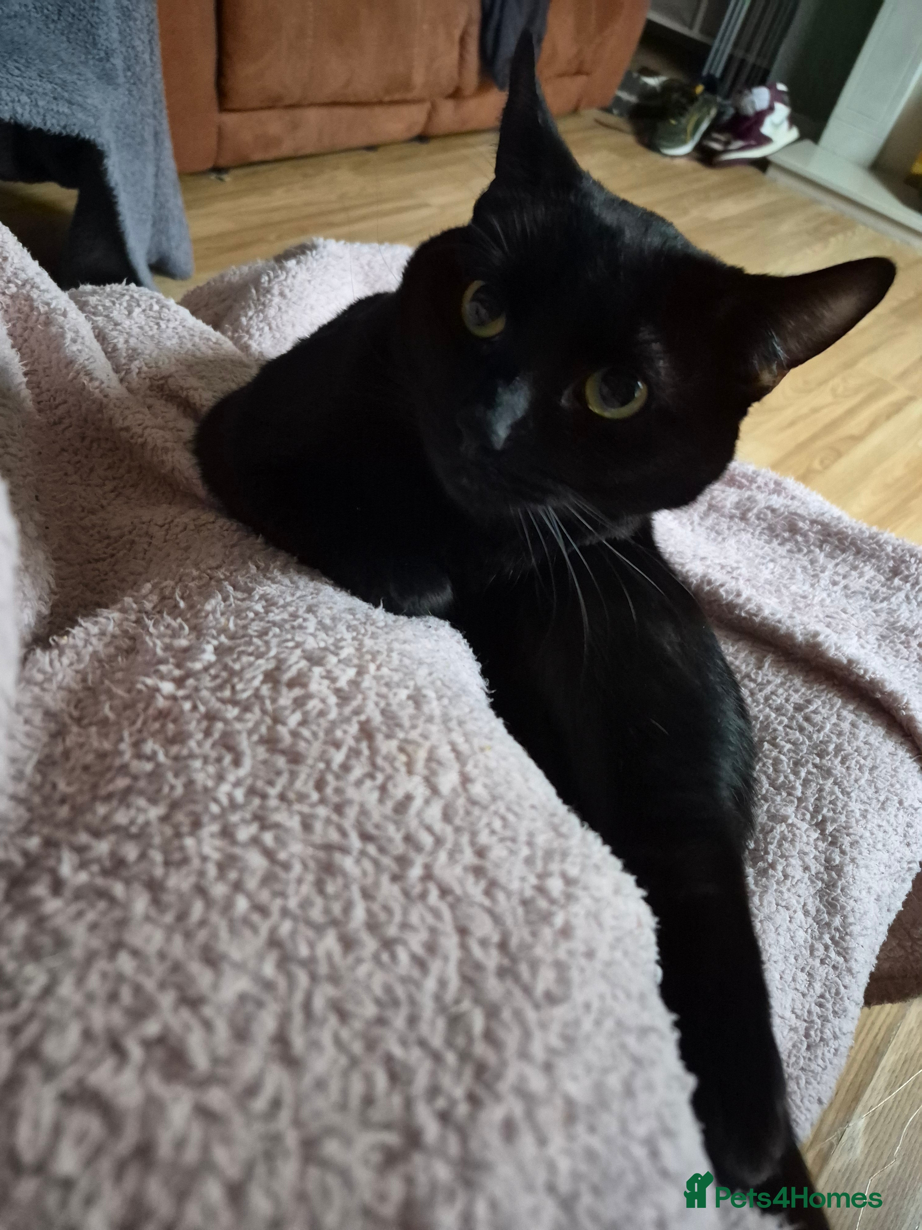 British Shorthair cats INDOOR ONLY neutered male black cat - Advert 6