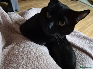 British Shorthair cats Neutered and ready for a loving home - Advert 10