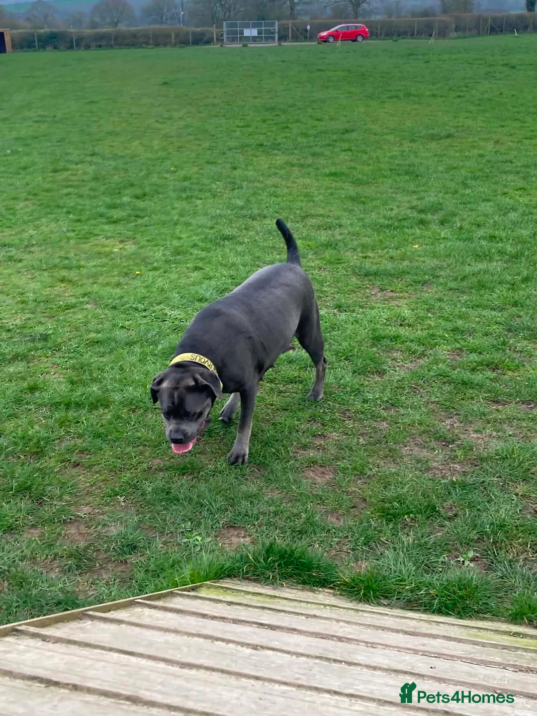 Cane Corso dogs for sale: Male and female cane corso  in Stafford - Advert 2