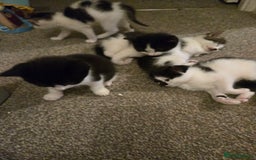 Mixed Breed cats for sale: Sweet kittens  - Image 8