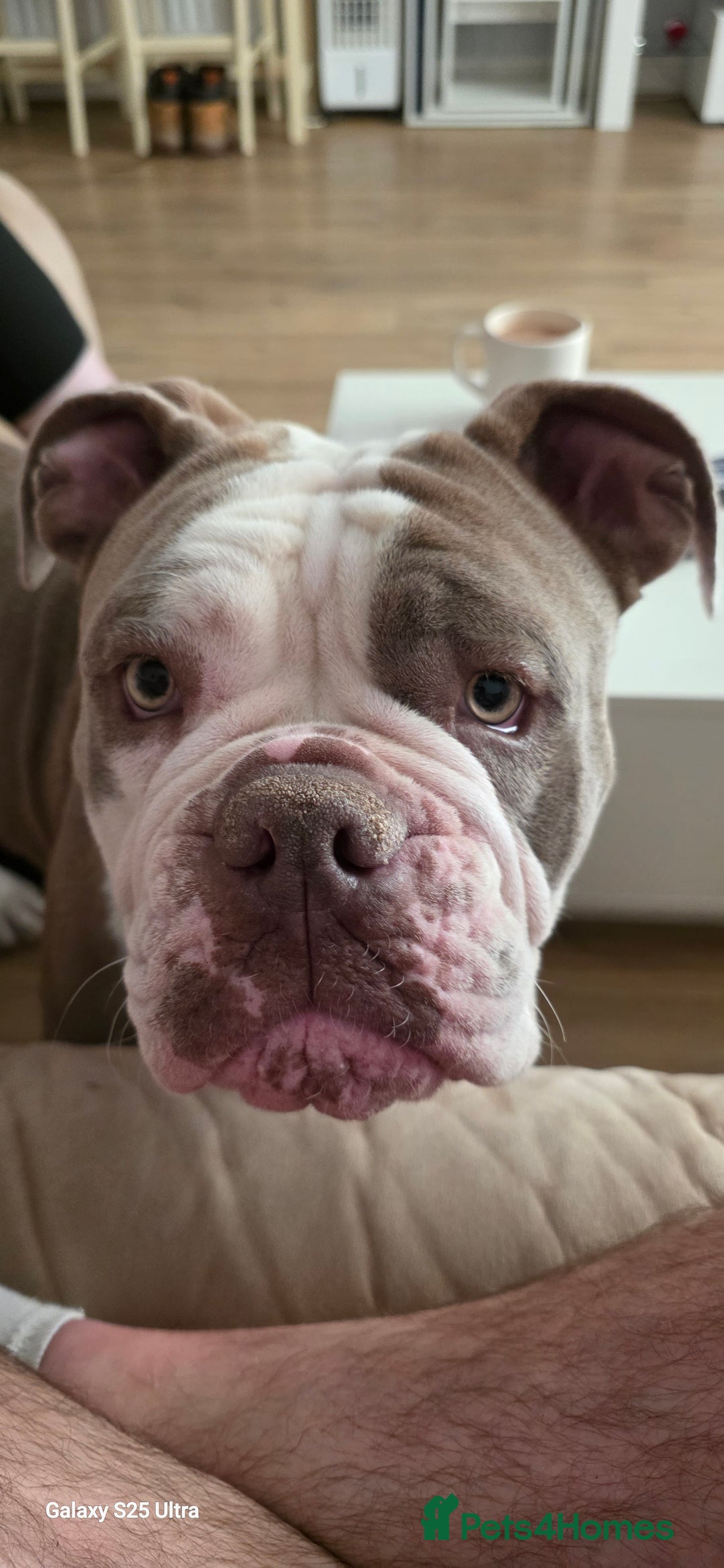 English Bulldog dogs for sale: Old English bulldog female.  - Image 5