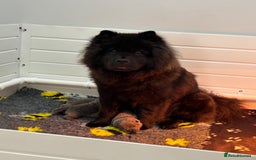 Chow Chow dogs for sale: Beautiful blue chow chow litter 💙 - Image 4