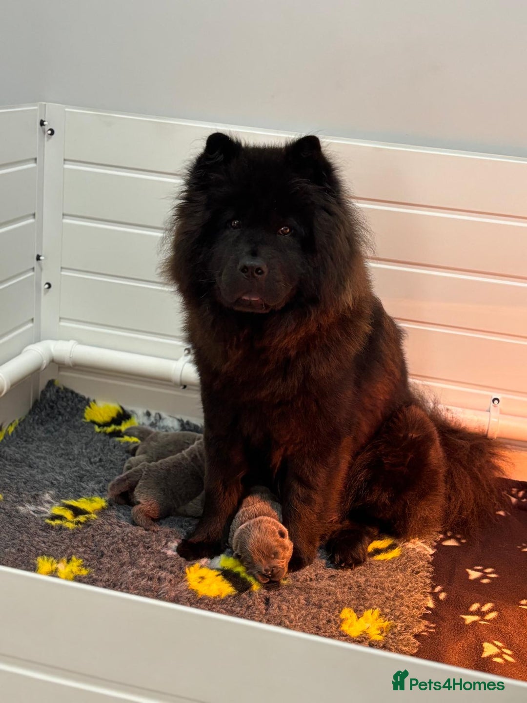 Chow Chow dogs for sale: Beautiful blue chow chow litter 💙 - Image 4