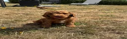 Cockapoo dogs for sale: Licensed Breeder🌟Beautiful  Red cockerpoos  in Sandy - Advert 4