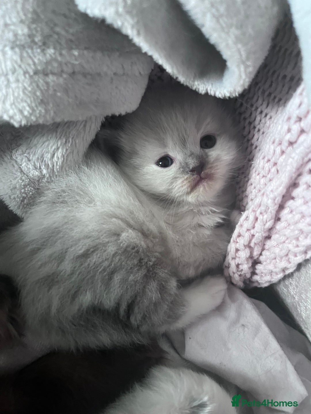 Ragdoll cats for sale: Pure breed ragdolls - Image 20