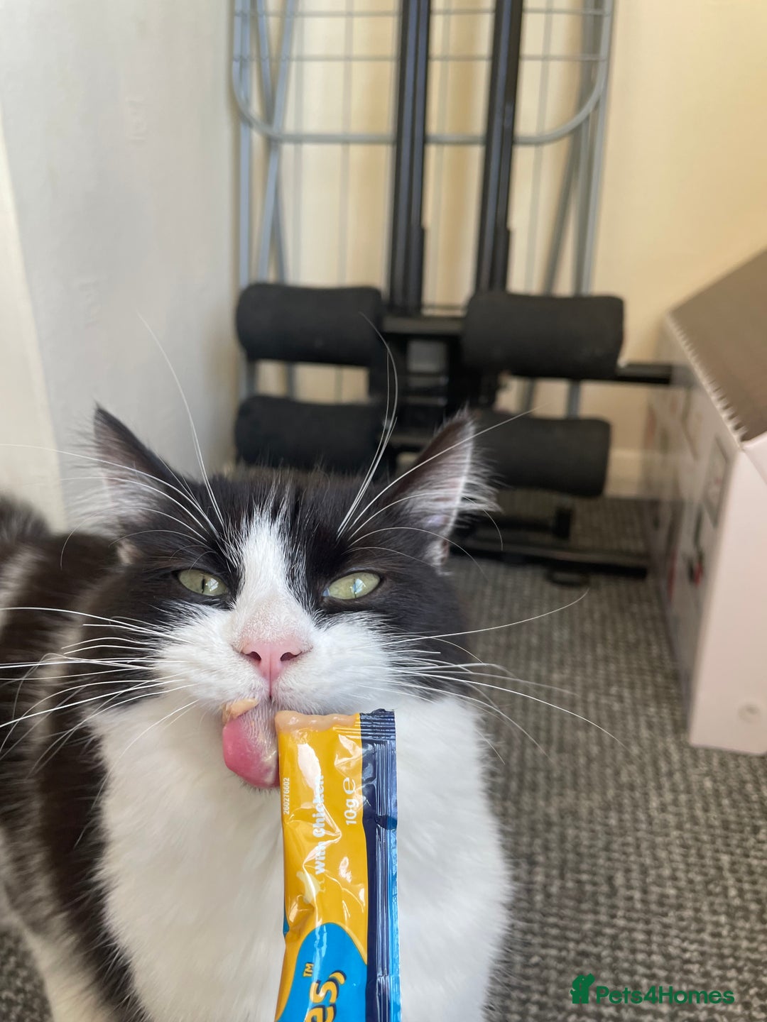 British Longhair cats for sale: British Longhair - Advert 7