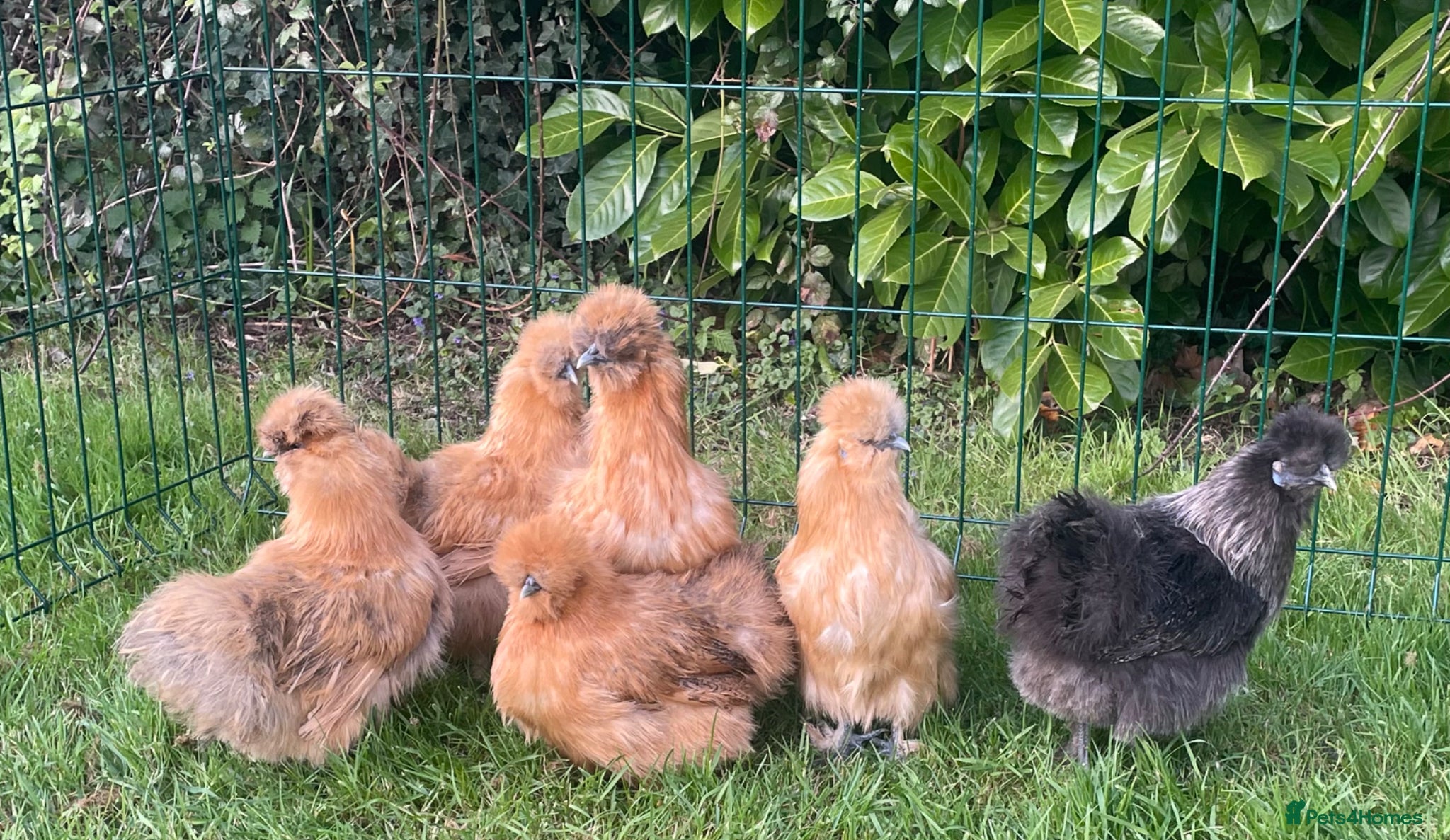 Chickens poultry Silkie hens - Advert 1