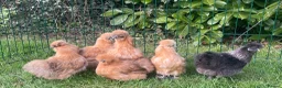 Chickens poultry for sale: Silkie hens - Advert 1