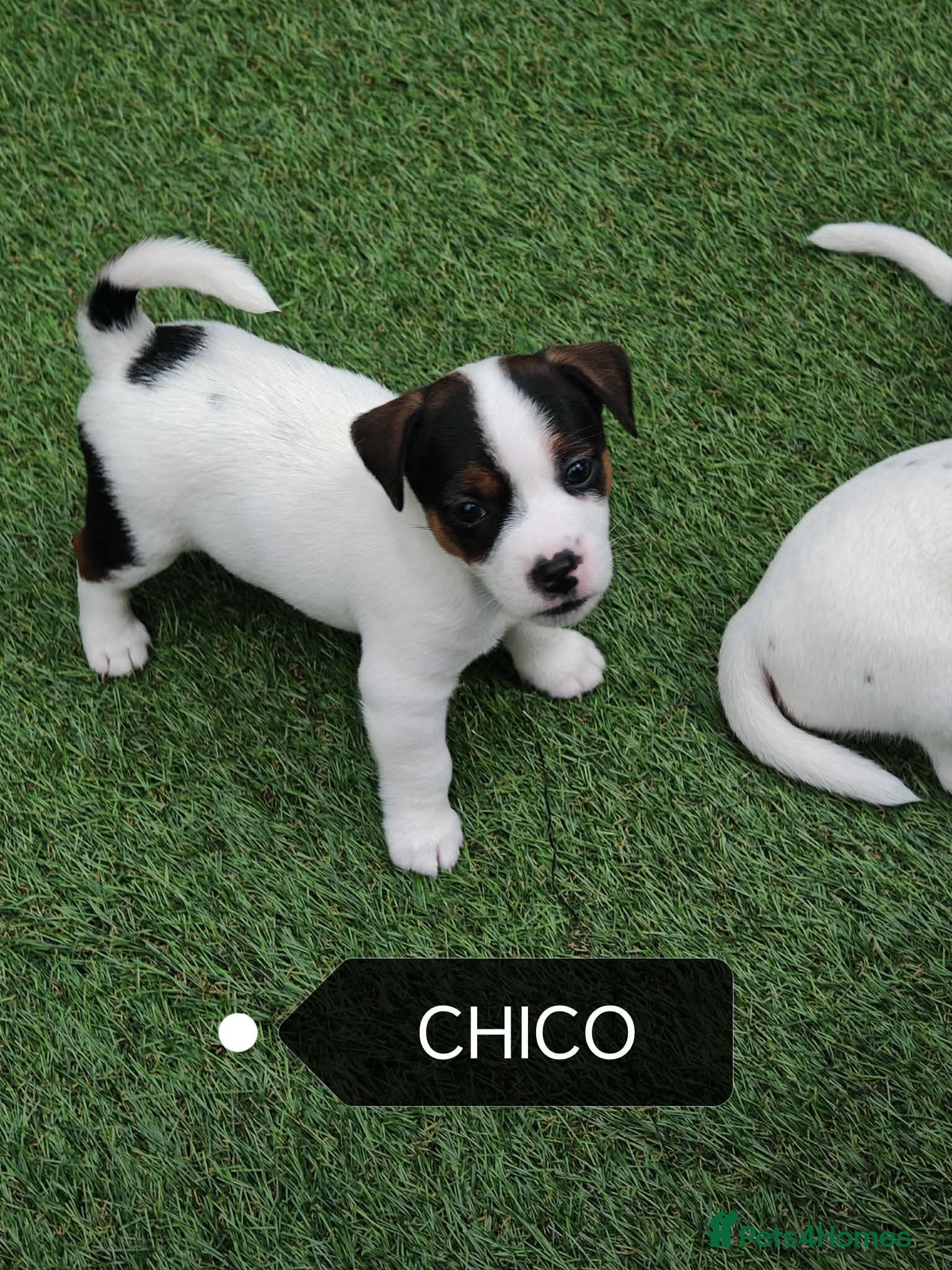 Jack Russell dogs BEAUTIFUL JACK RUSSELL PUPPIES AVAILABLE - Advert 2
