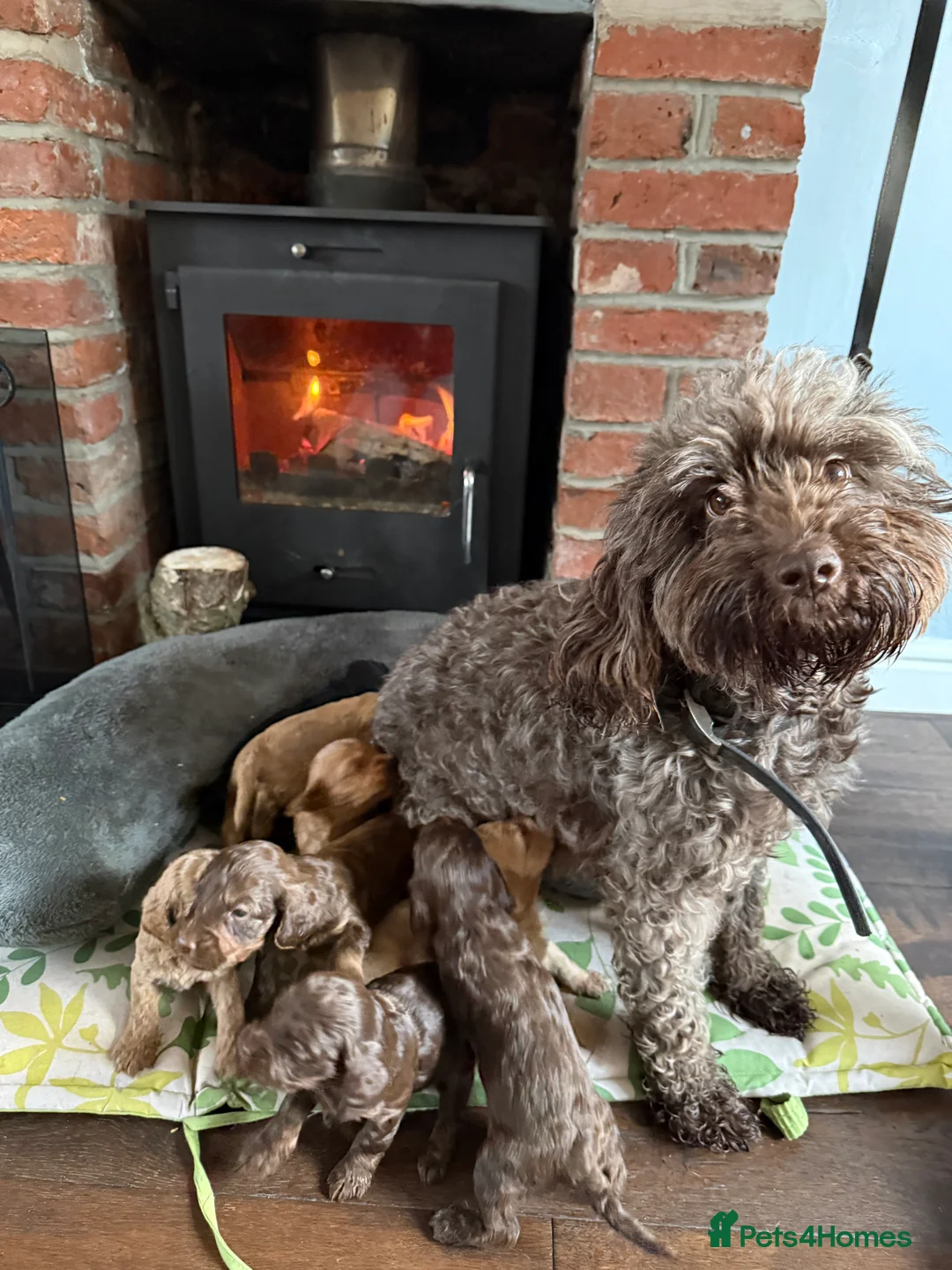 Cockapoo dogs for sale: Gorgeous Cockapoo puppies - Advert 1