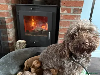 Cockapoo dogs Gorgeous Cockapoo puppies - Advert 3