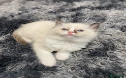Ragdoll cats for sale: Fully Traceable Traditional Ragdoll Kittens - Advert 16