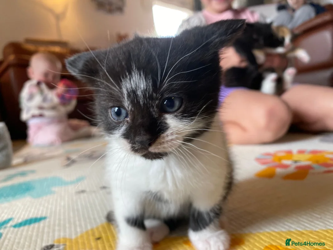 British Shorthair cats for sale: Kittens ready for new homes soon - Advert 5