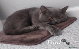 Scottish Fold cats for sale: Handsome boys available  - Image 7