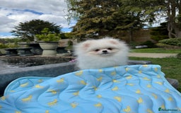 Pomeranian dogs for sale: Pomeranian Last Boy - Image 30
