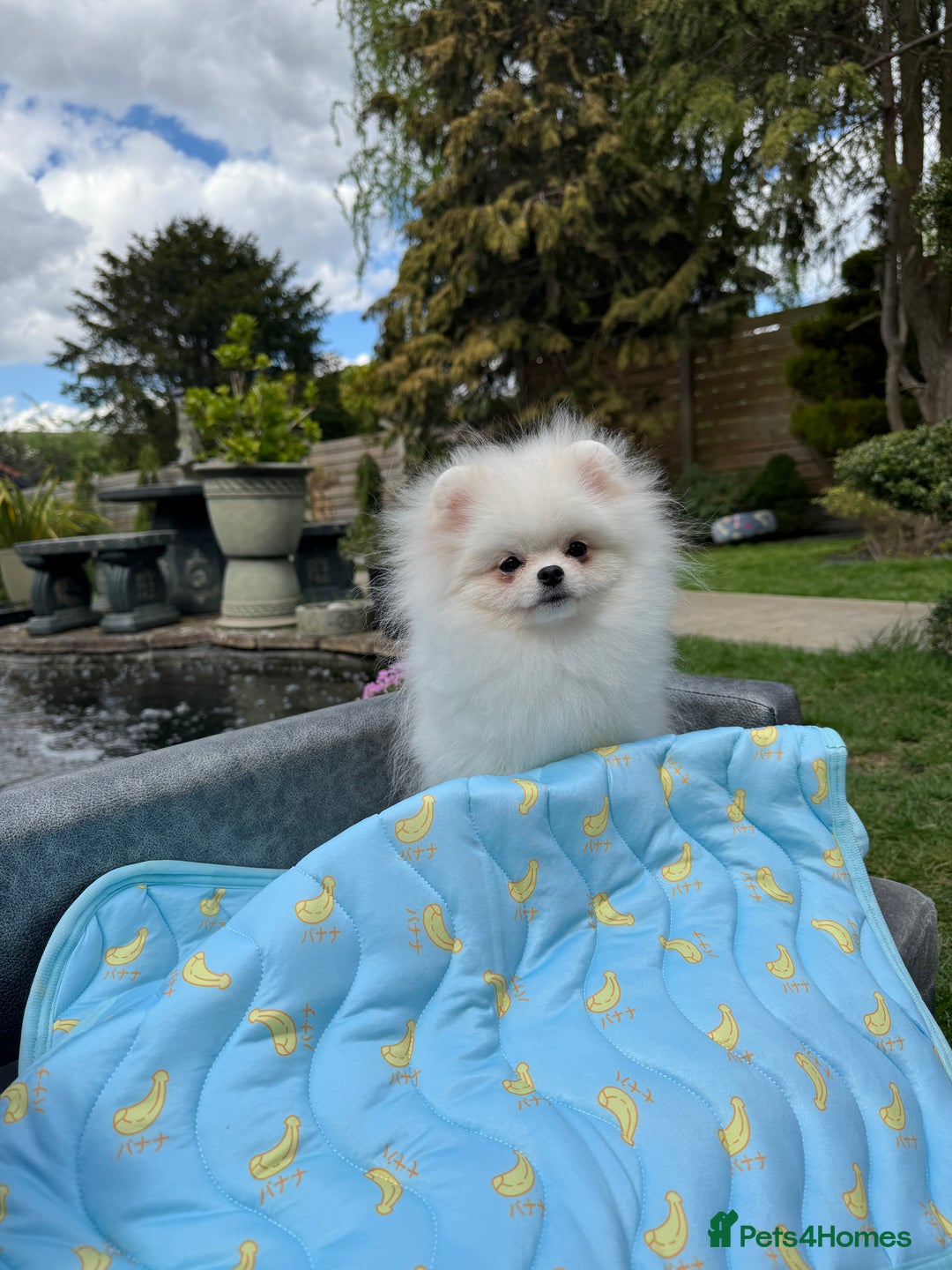 Pomeranian dogs for sale: Pomeranian Last Boy - Image 30