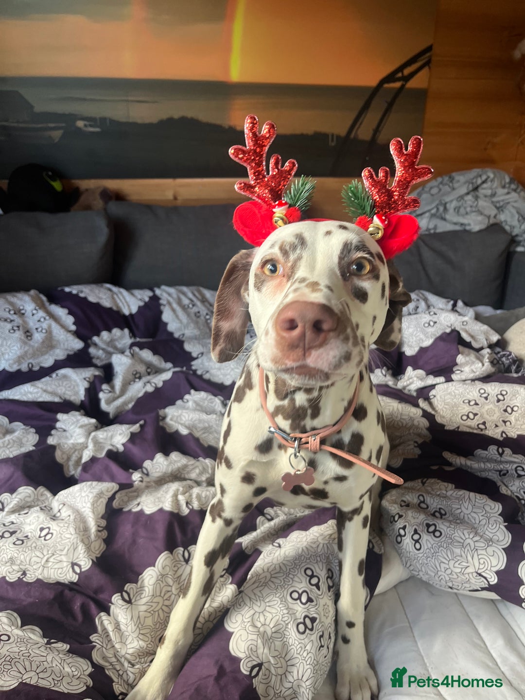 Dalmatian dogs for sale: River  - Advert 2