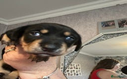 Mixed Breed dogs for sale: Husky cross dashound rare breed  - Image 14