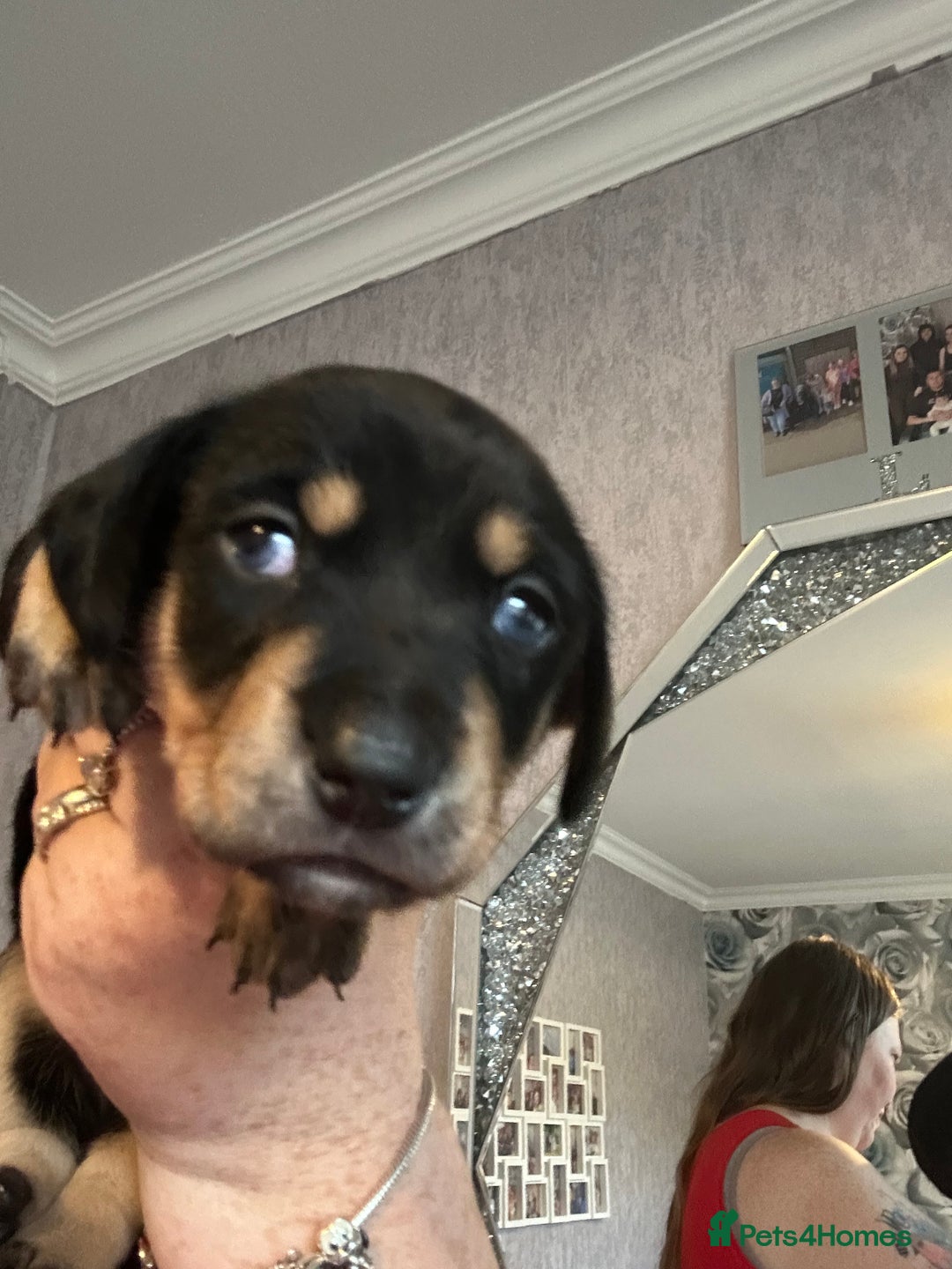 Mixed Breed dogs for sale: Husky cross dashound rare breed  - Image 14
