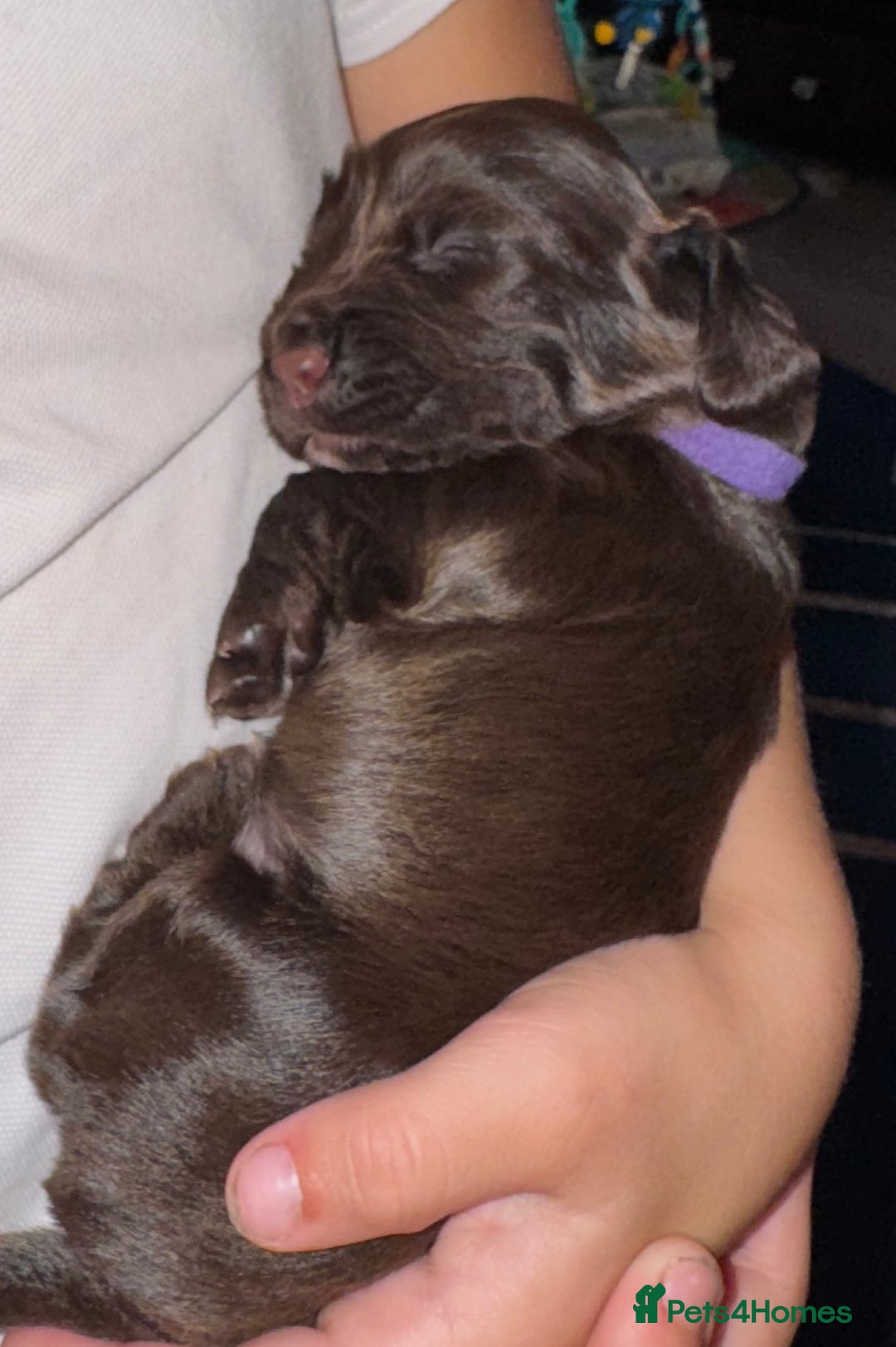 Sprocker dogs for sale: Sprocker Puppies - Image 13