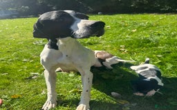 Pointer dogs for sale: BEAUTIFUL PEDIGREE POINTER PUPPIES - Image 14