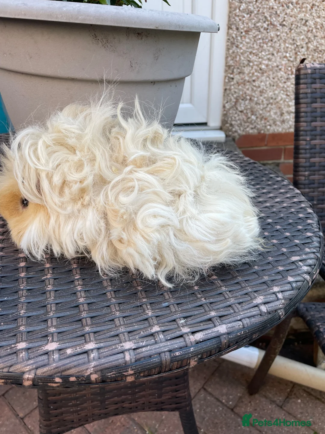 Guinea Pig rodents for sale: Pure bred Lunkarya sow - Advert 2