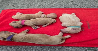 Maltipoo dogs - Advert 2