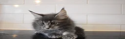 Maine Coon cats for sale: READY FOR COLLECTION  TICA registered kittens - Advert 28