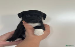 Mixed Breed dogs for sale: Jack Russel x Cockapoo Puppies - Image 2