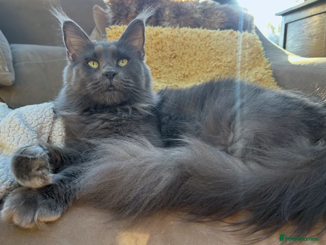 Maine Coon cats for sale: Kittens on the way! - Advert 6