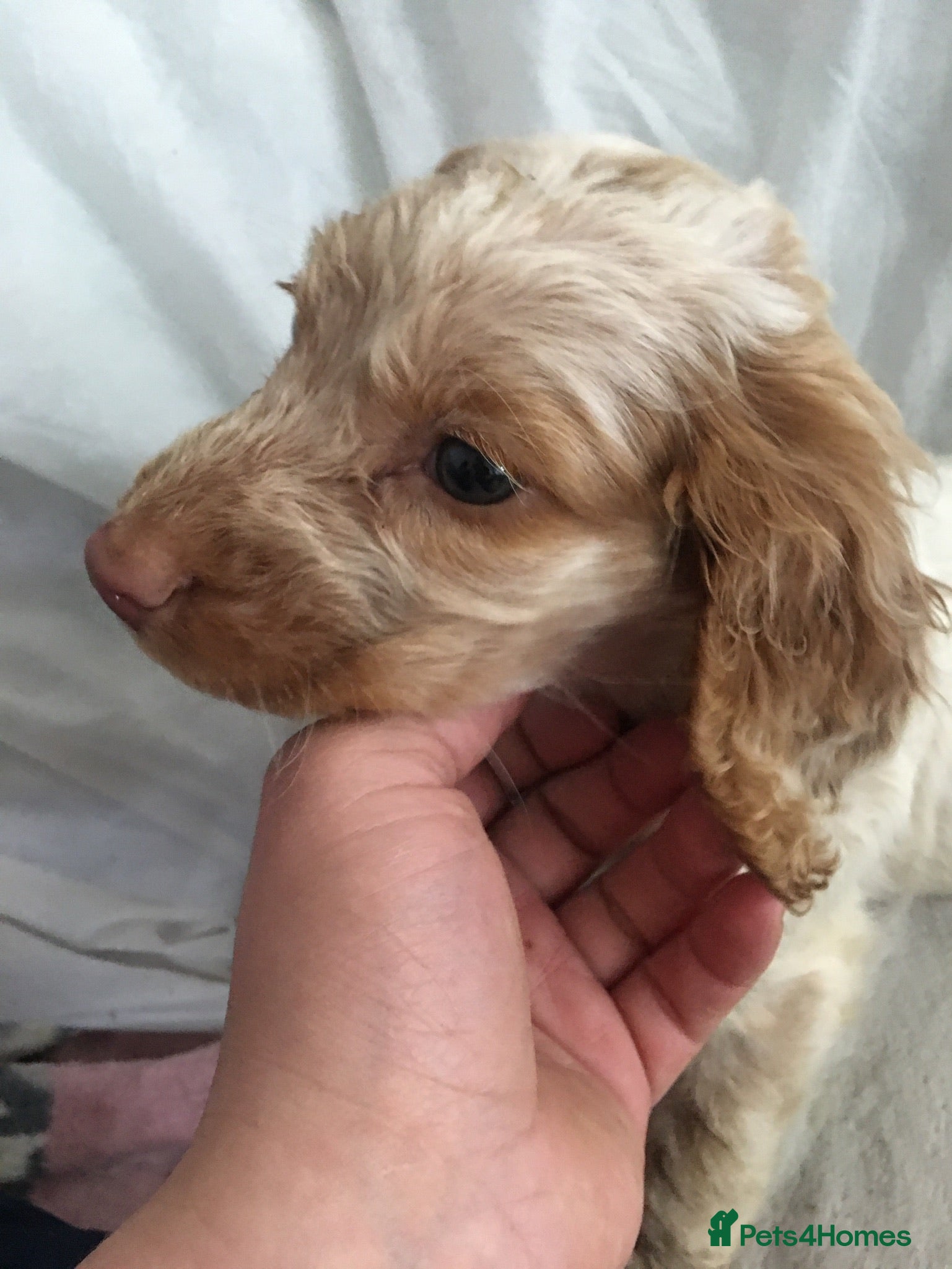 Cocker Spaniel dogs Cocker spaniel babies 07300543266 - Advert 1