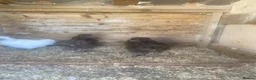 Chickens poultry for sale: Trio of young silkies for sale  - Advert 3
