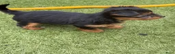 Yorkshire Terrier dogs for sale: Puppy Yourkshire terrier  in Ilford - Advert 5