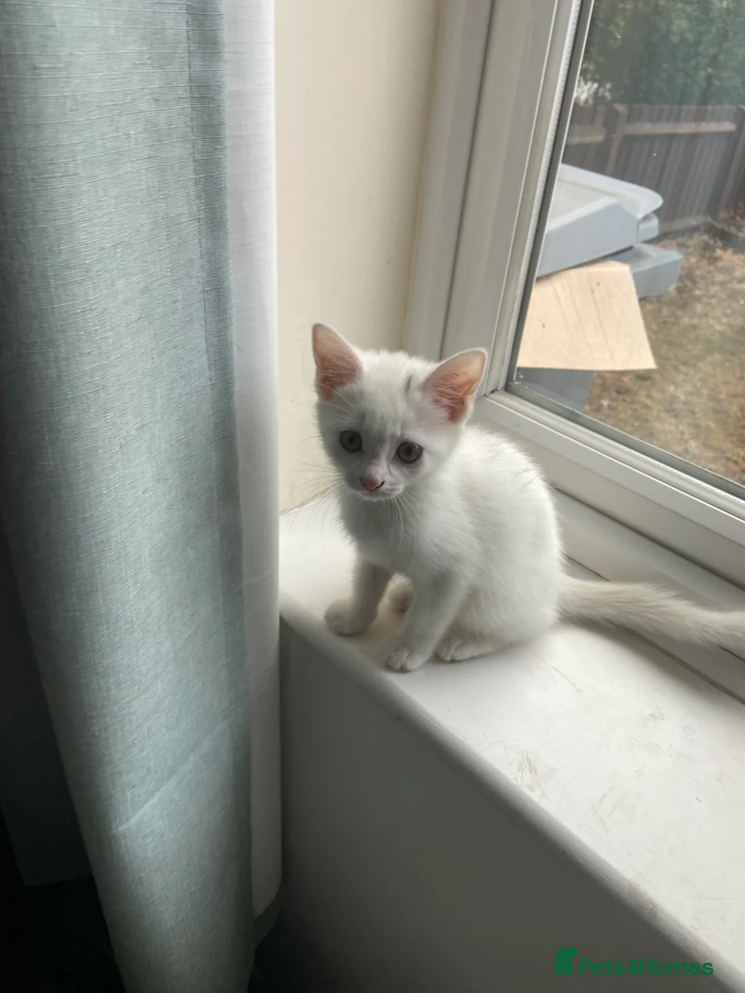 Mixed Breed cats for sale: Gorgeous white female kitten in Norwich - Advert 2