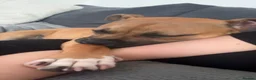 Staffordshire Bull Terrier dogs for sale: Red female staff puppy - Advert 3
