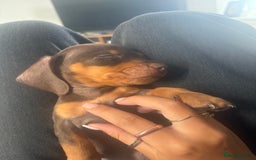 Miniature Dachshund dogs for sale: Miniature dachshund  - Image 4