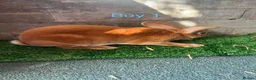 Rex rabbits for sale: Rex rabbit bunny’s  in Romney Marsh - Advert 1