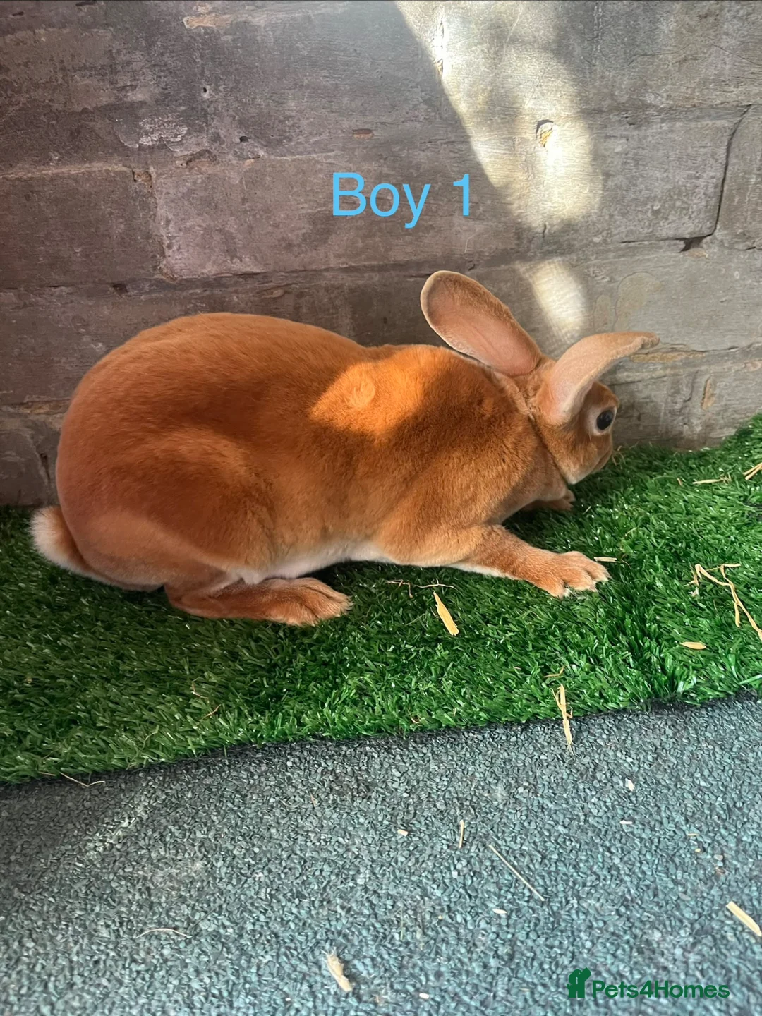 Rex rabbits for sale: Rex rabbit bunny’s  in Romney Marsh - Advert 1