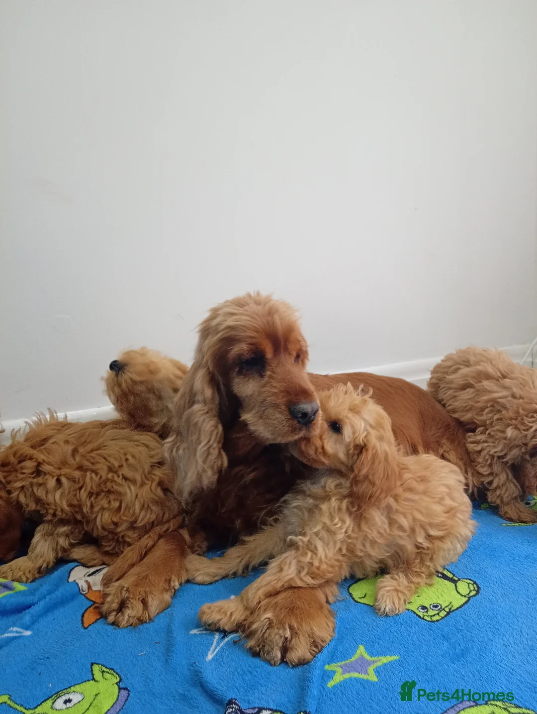 Cockapoo dogs for sale: Show type Toy cockerpoos 😍 in Trimdon Station - Advert 1