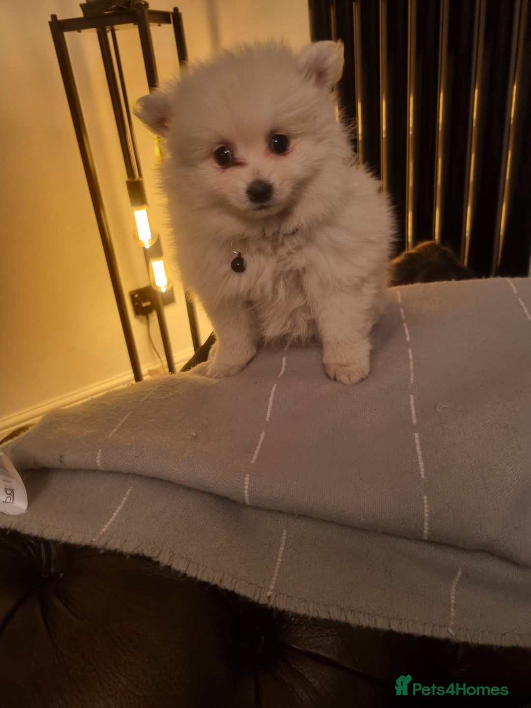 Pomeranian dogs for sale: Pomeraniums  - Advert 25