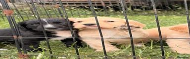 Cocker Spaniel 7