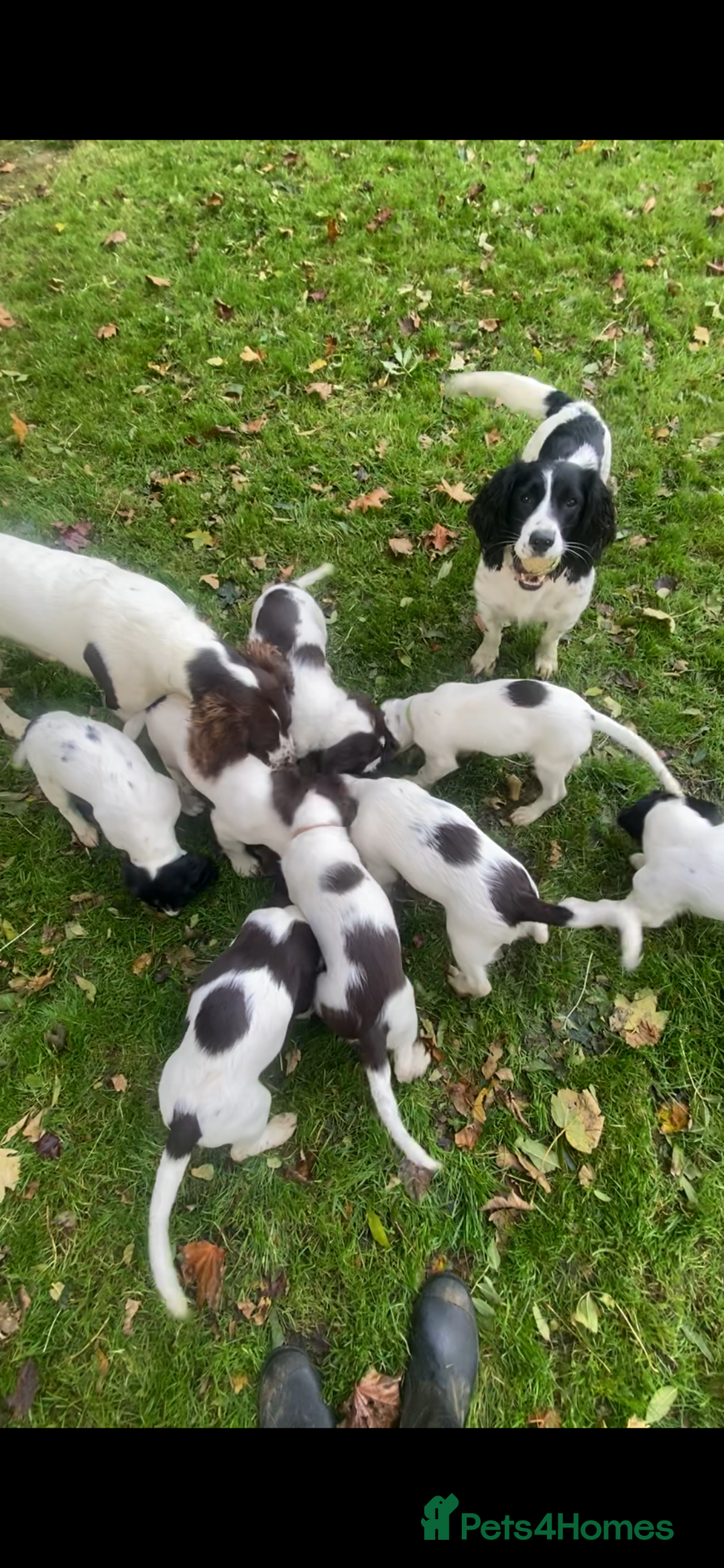 English Springer Spaniel dogs for sale: English Springer Spaniels - Advert 3