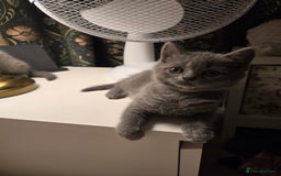British Shorthair cats for sale: British shorthair  - Image 14