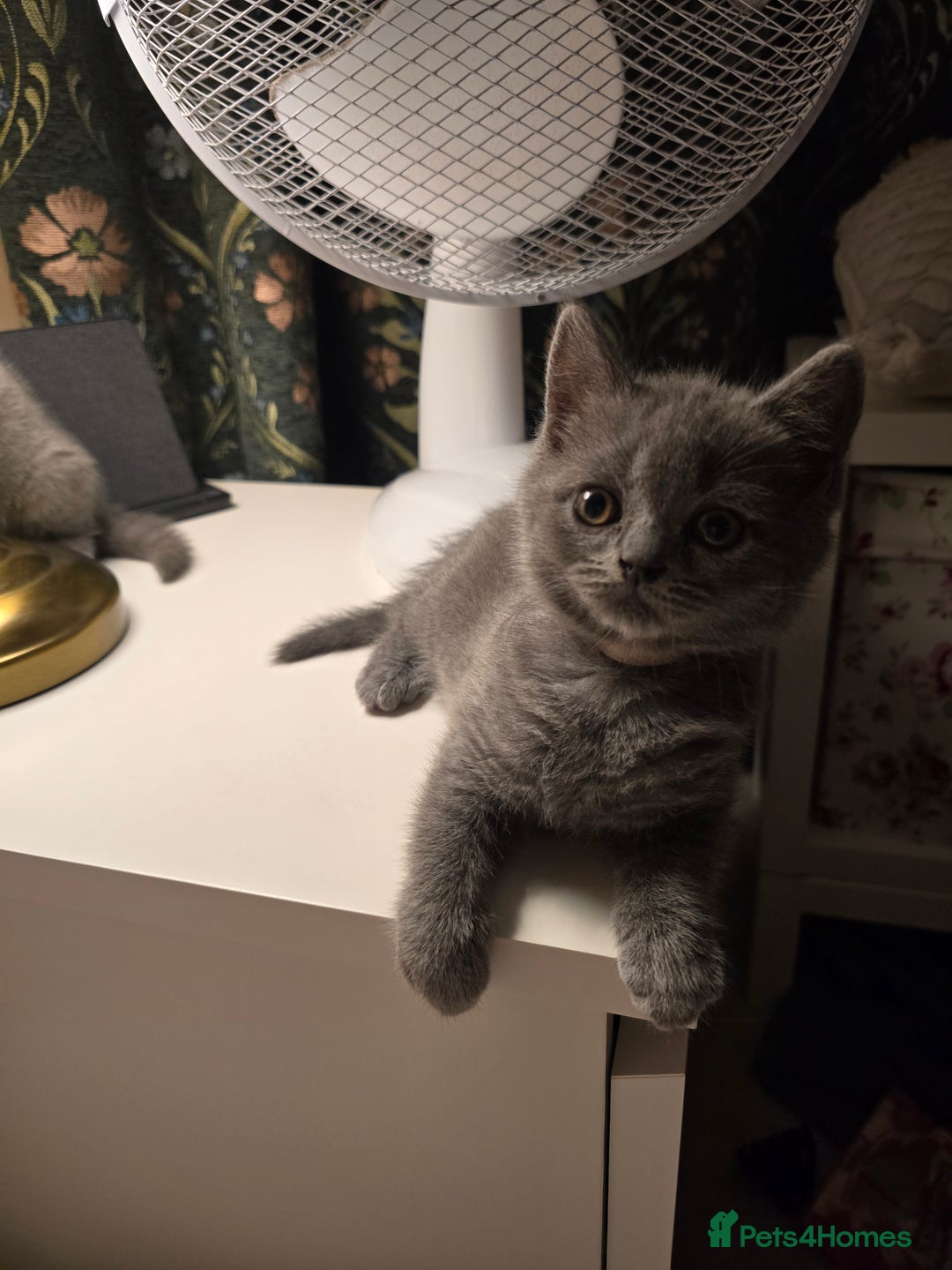 British Shorthair cats for sale: British shorthair  - Image 14