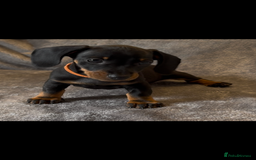 Miniature Dachshund dogs for sale: Mini dachshund puppys - Image 4