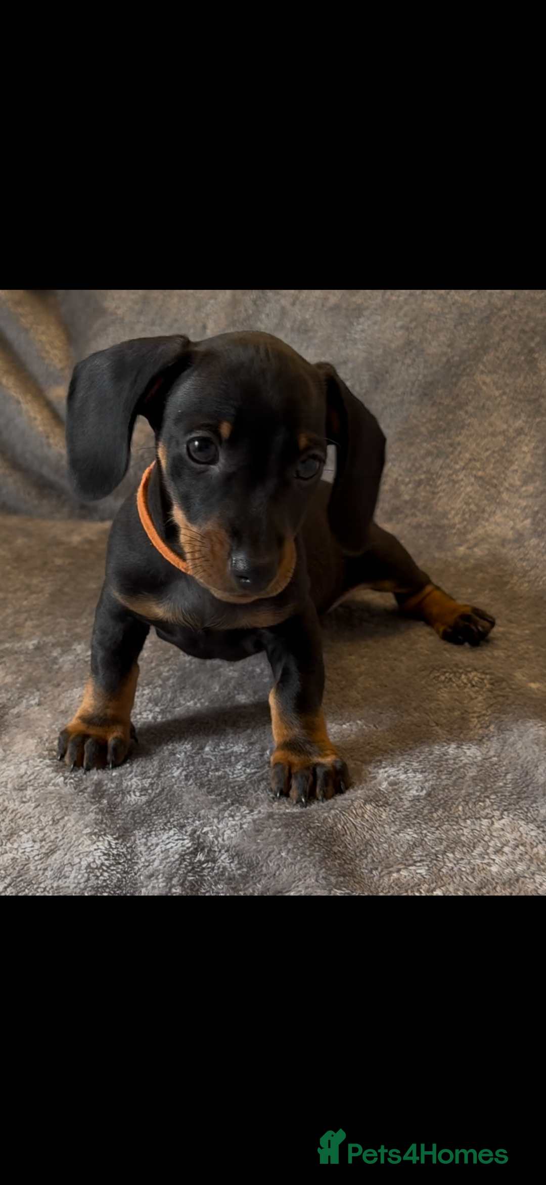 Miniature Dachshund dogs for sale: Mini dachshund puppys - Image 4